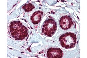 Anti-ELOVL5 antibody IHC of human breast. (ELOVL5 Antikörper  (N-Term))