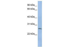 WB Suggested Anti-ELA1 Antibody Titration: 0. (CELA1 Antikörper  (N-Term))
