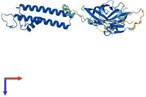 KCNJ13 Protein (AA 1-360) (His tag)