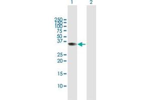 Western Blot analysis of C9orf30 expression in transfected 293T cell line by C9orf30 MaxPab polyclonal antibody.