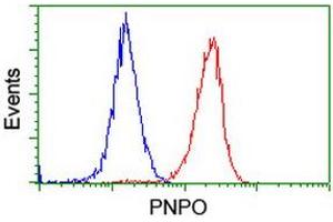 Flow cytometric Analysis of Hela cells, using anti-PNPO antibody (ABIN2455004), (Red), compared to a nonspecific negative control antibody, (Blue). (PNPO Antikörper)