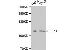 Western blot analysis of extracts of various cell lines, using LEPR antibody. (Leptin Receptor Antikörper)