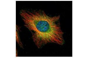 ICC/IF Image Confocal immunofluorescence analysis (Olympus FV10i) of paraformaldehyde-fixed HeLa, using USP11, antibody (Green) at 1:500 dilution. (USP11 Antikörper  (N-Term))