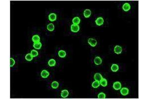 Immunofluorescence (IF) image for anti-CD4 (CD4) antibody (Alexa Fluor 647) (ABIN2657780) (CD4 Antikörper  (Alexa Fluor 647))