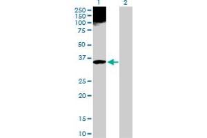 Western Blot analysis of APOF expression in transfected 293T cell line by APOF MaxPab polyclonal antibody.