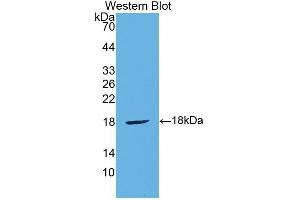 Western Blotting (WB) image for anti-Cytotoxic T-Lymphocyte-Associated Protein 4 (CTLA4) (AA 45-185) antibody (ABIN1858528) (CTLA4 Antikörper  (AA 45-185))
