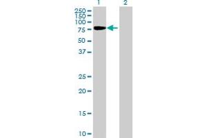 Western Blot analysis of SH2D3C expression in transfected 293T cell line by SH2D3C MaxPab polyclonal antibody. (SH2D3C Antikörper  (AA 1-703))