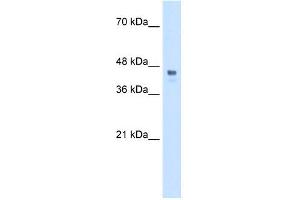 WB Suggested Anti-HOXC10 Antibody Titration:  0.