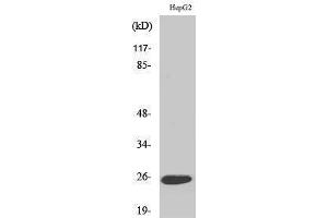 Western Blotting (WB) image for anti-Lymphotoxin beta (TNF Superfamily, Member 3) (LTB) (C-Term) antibody (ABIN3175879) (LTB Antikörper  (C-Term))