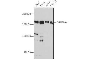 Western blot analysis of extracts of various cell lines, using DROSHA antibody (ABIN7266845) at 1:1000 dilution. (DROSHA Antikörper)