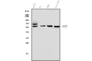 Western blot analysis of CD73/Nt5e using anti-CD73/Nt5e antibody (ABIN7601367).