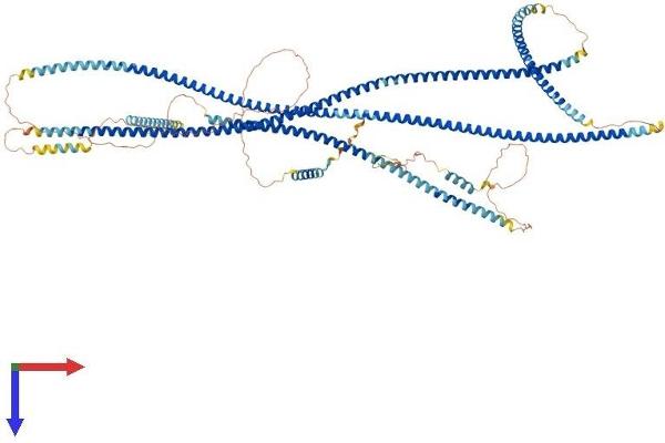 Golgin A2 (GOLGA2) (AA 1-1002) protein (His tag)