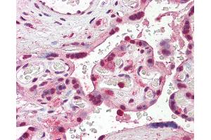 Anti-SKA3 antibody IHC of human placenta. (SKA3 Antikörper  (AA 311-323))