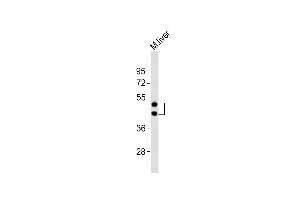 Anti-HPN Antibody (Center)at 1:2000 dilution + mouse liver lysates Lysates/proteins at 20 μg per lane. (Hepsin Antikörper  (AA 153-188))
