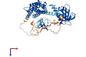 Arhgef9 Protein (AA 1-516) (His tag)