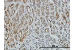 Image no. 1 for anti-AE Binding Protein 1 (AEBP1) (AA 912-1014) antibody (ABIN598529) (AEBP1 Antikörper  (AA 912-1014))