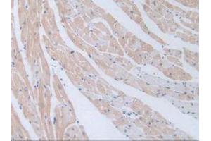 Figure. (GNRH1 Antikörper  (AA 22-90))