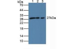 Figure. (SCO2 Antikörper  (AA 42-266))