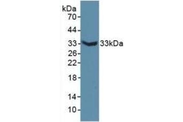 MAP6 antibody  (AA 177-387)