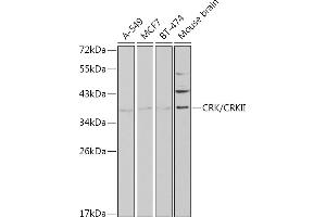 Western blot analysis of extracts of various cell lines, using CRK/CRKII antibody (ABIN3015530, ABIN3015531, ABIN3015532 and ABIN6218679) at 1:1000 dilution. (Crk Antikörper  (AA 1-304))