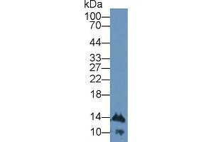 Western Blot; Sample: Rat Lymphocyte lysate; Primary Ab: 2µg/mL Rabbit Anti-Mouse IFNa4 Antibody Second Ab: 0.