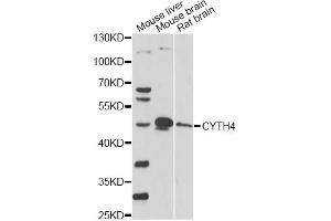 Western blot analysis of extracts of various cell lines, using CYTH4 antibody.