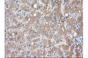Immunohistochemical staining of paraffin-embedded Human liver tissue using anti-CYP1A2 mouse monoclonal antibody. (CYP1A2 Antikörper)