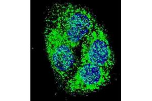 Immunofluorescence (IF) image for anti-BCL2/adenovirus E1B 19kDa Interacting Protein 3 (BNIP3) (BH3 Domain) antibody (ABIN2997216) (BNIP3 Antikörper  (BH3 Domain))