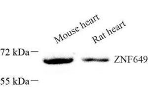 Western blot analysis of ZNF649 (ABIN7076269) at dilution of 1: 1000 (ZNF649 Antikörper)