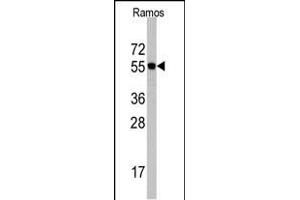 Western blot analysis of Cdc6 Antibody (N-term) (ABIN390211 and ABIN2840694) in Romas cell line lysates (35 μg/lane). (CDC6 Antikörper  (N-Term))