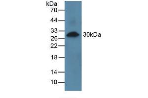 Figure. (PRCP Antikörper  (AA 108-376))