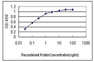 ELISA image for anti-Hypoxia Up Regulated 1 (HYOU1) antibody (ABIN781900) (HYOU1 Antikörper)