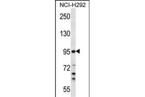 TRSS7 Antibody (N-term) (ABIN657793 and ABIN2846766) western blot analysis in NCI- cell line lysates (35 μg/lane). (TMPRSS7 Antikörper  (N-Term))