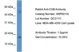 Western Blotting (WB) image for anti-Chorionic Gonadotropin, beta Polypeptide (CGB) (C-Term) antibody (ABIN2788338) (CGB Antikörper  (C-Term))