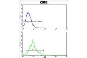 ALDH18A1 Antibody (Center) (ABIN652885 and ABIN2842572) flow cytometric analysis of k562 cells (bottom histogram) compared to a negative control cell (top histogram). (P5CS Antikörper  (AA 176-205))