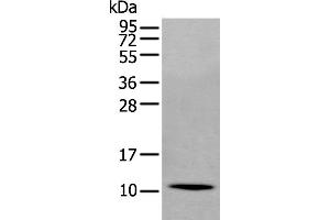 Western Blotting (WB) image for anti-Secretoglobin, Family 2A, Member 1 (SCGB2A1) antibody (ABIN2423951) (SCGB2A1 Antikörper)