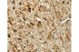 Immunohistochemical staining of mouse brain cells with ORMDL1 polyclonal antibody  at 5 ug/mL. (ORMDL1 Antikörper)