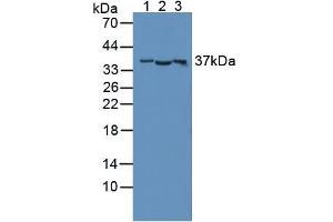 Figure. (CD300c Antikörper  (AA 21-183))