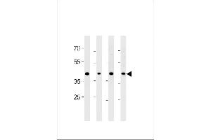 CABLES2 Antibody (Center) (ABIN1881132 and ABIN2843385) western blot analysis in PC-3 cell line and mouse brain,testis and liver lysates (35 μg/lane). (CABLES2 Antikörper  (AA 182-210))