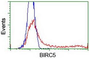 Image no. 2 for anti-Baculoviral IAP Repeat-Containing 5 (BIRC5) antibody (ABIN1501245) (Survivin Antikörper)