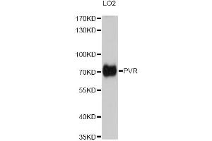 Western blot analysis of extracts of LO2 cells, using PVR antibody (ABIN2564821) at 1:1000 dilution. (Poliovirus Receptor Antikörper)