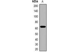 Western blot analysis of Collagen 25 alpha 1 expression in HepG2 (A) whole cell lysates.