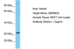 Host: Rabbit Target Name: SERINC4 Sample Tissue: Human MCF7 Whole Cell Antibody Dilution: 1ug/ml (SERINC4 Antikörper  (Middle Region))