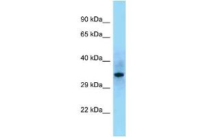 Western Blotting (WB) image for anti-Src Homology 2 Domain Containing F (SHF) (C-Term) antibody (ABIN2789453) (SHF Antikörper  (C-Term))