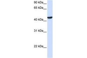 Image no. 1 for anti-Zinc Finger Protein 134 (ZNF134) (AA 144-193) antibody (ABIN6744243) (ZNF134 Antikörper  (AA 144-193))