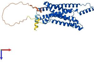 STEAP1 Protein (AA 1-339) (His tag)