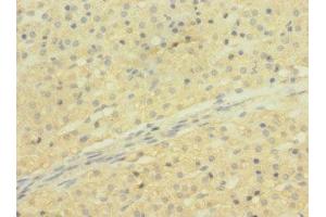 Immunohistochemistry of paraffin-embedded human adrenal gland tissue using ABIN7170303 at dilution of 1:100 (SLCO2B1 Antikörper  (AA 130-210))