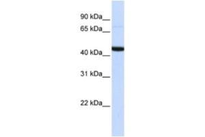 Western Blotting (WB) image for anti-DAZ Associated Protein 1 (DAZAP1) antibody (ABIN2462351) (DAZAP1 Antikörper)