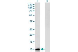 Western Blot analysis of CST8 expression in transfected 293T cell line by CST8 MaxPab polyclonal antibody. (CST8 Antikörper  (AA 1-90))