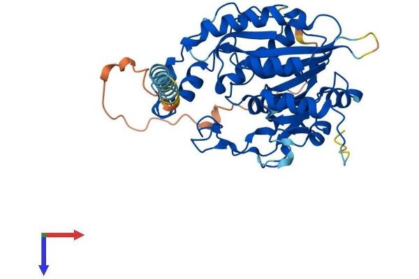 B3GNT7 Protein (AA 1-397) (His tag)